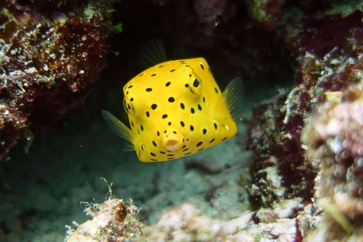 Bright yellow juvenile boxfish with black spots hovering between dark reef rocks