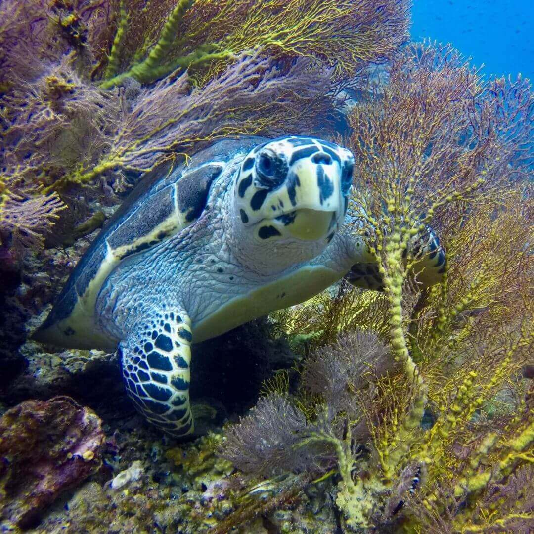 Hawksbill turtle resting among yellow sea fans on a reef in Phuket
