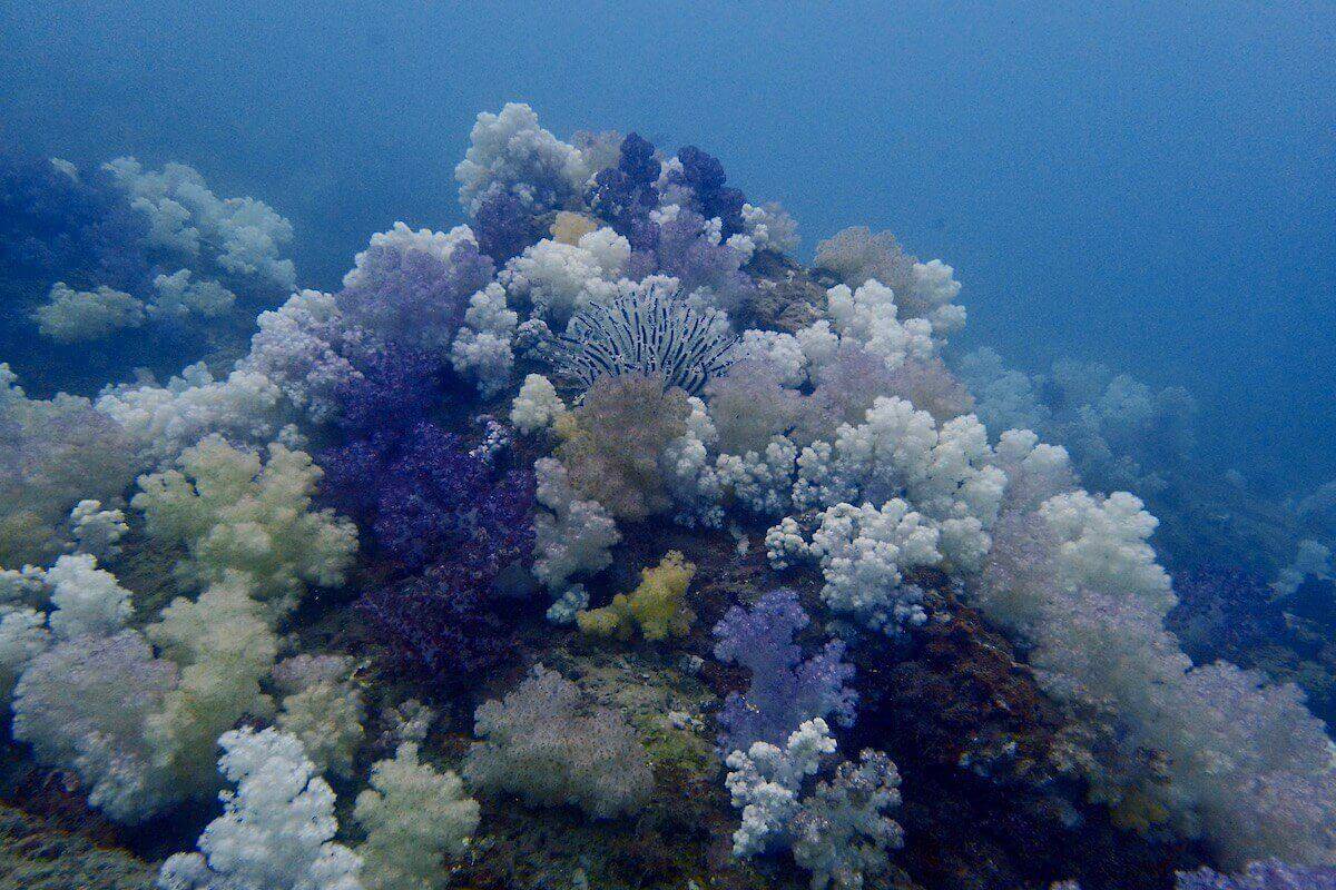 Rocky outcrop smothered in white and purple soft corals with a pale feather star