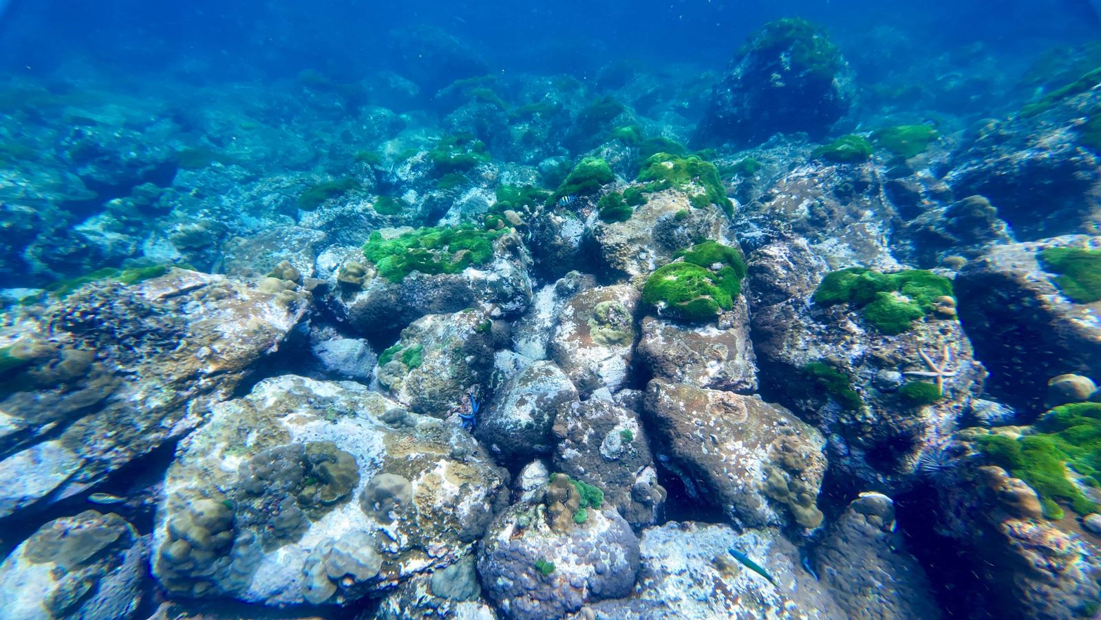 Shallow field of rounded boulders furred with green moss and scattered coral
