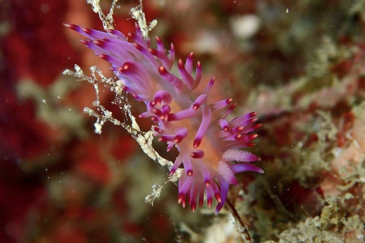 Bright pink nudibranch with red-tipped cerata crawling along a pale branching hydroid