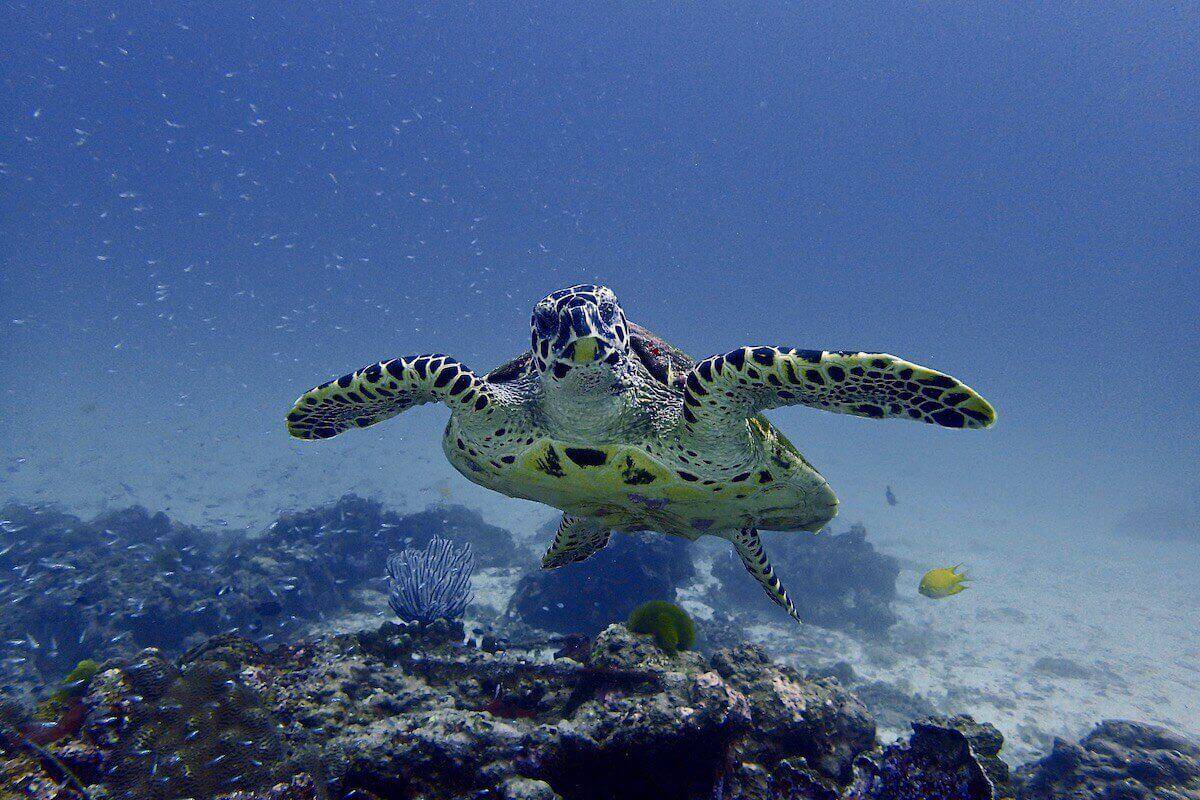Sea turtle gliding towards the camera over a rubble reef, small yellow fish nearby