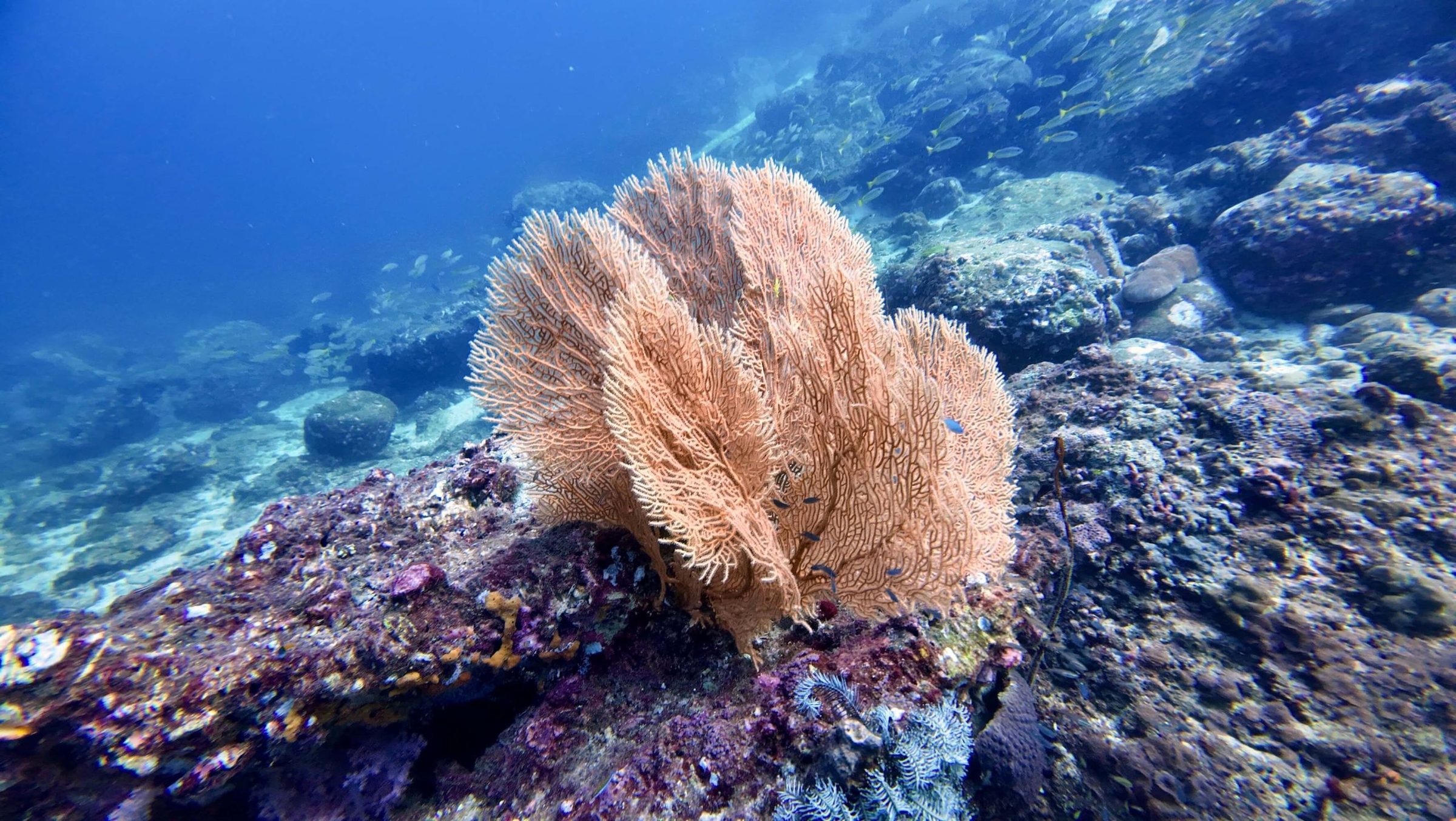 Large pale pink sea fan on a purple-encrusted rocky reef with small blue fish