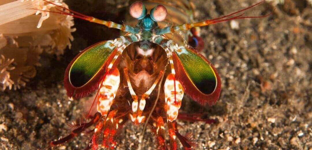 Brightly coloured mantis shrimp facing the camera on sandy seabed beside a pale anemone