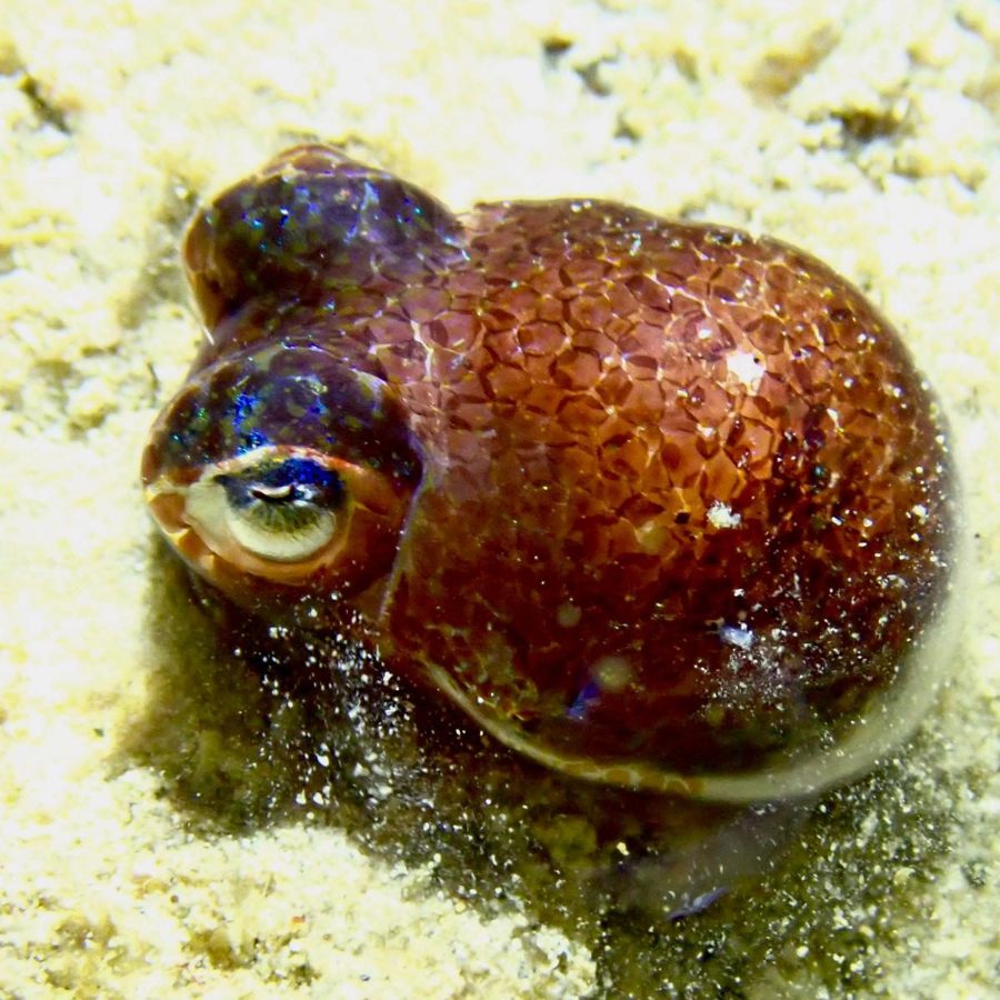A small bobtail squid on the sand in torchlight