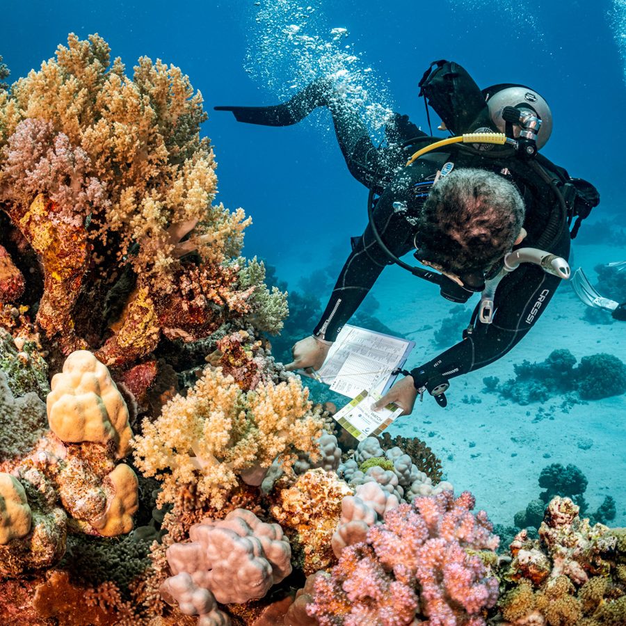 A diver with a slate surveying a coral reef (PADI AWARE)