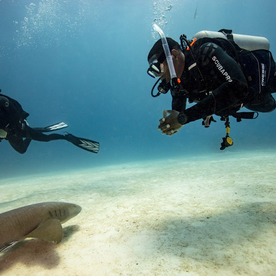A diver hovering over the sand beside a resting shark (PADI AWARE)