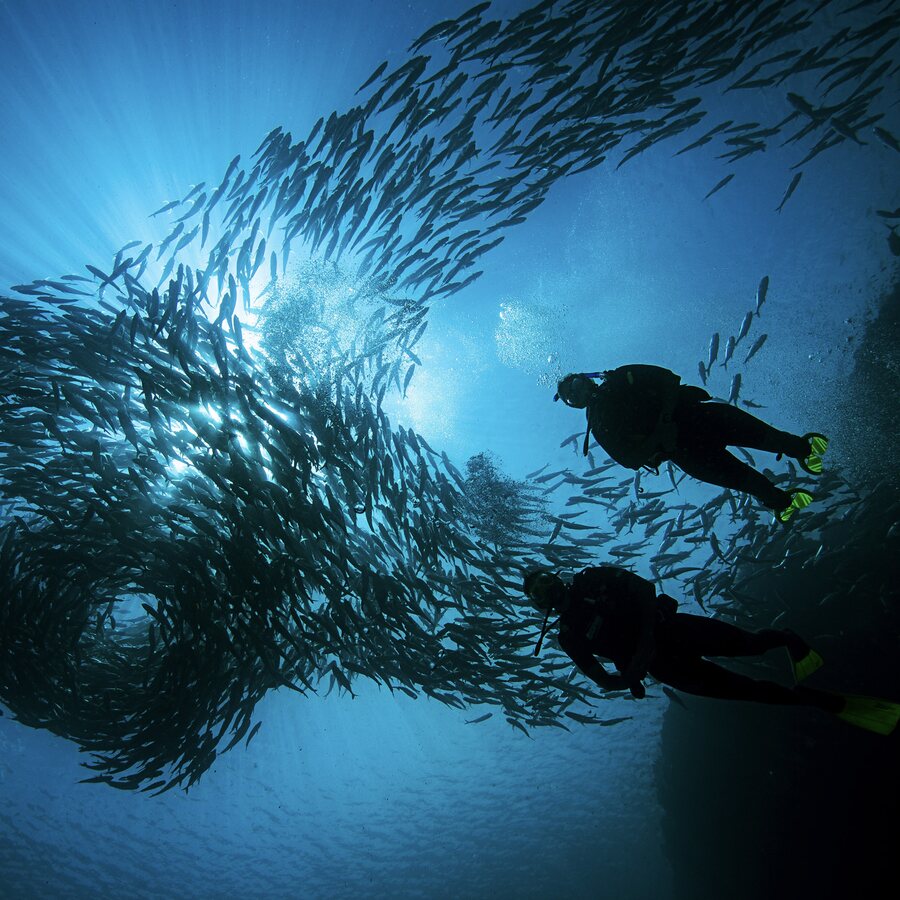 Two divers beneath a swirling school of jacks, sunbeams through the blue (PADI)