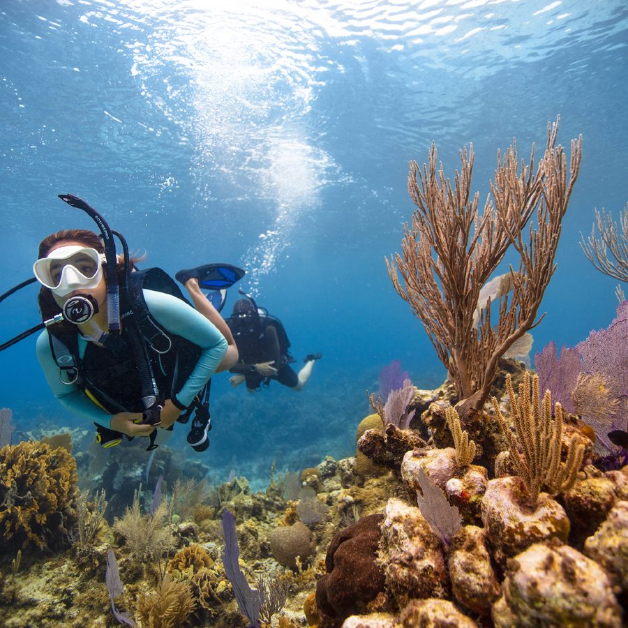 A diver ascending past sea fans towards the sunlit surface (PADI)