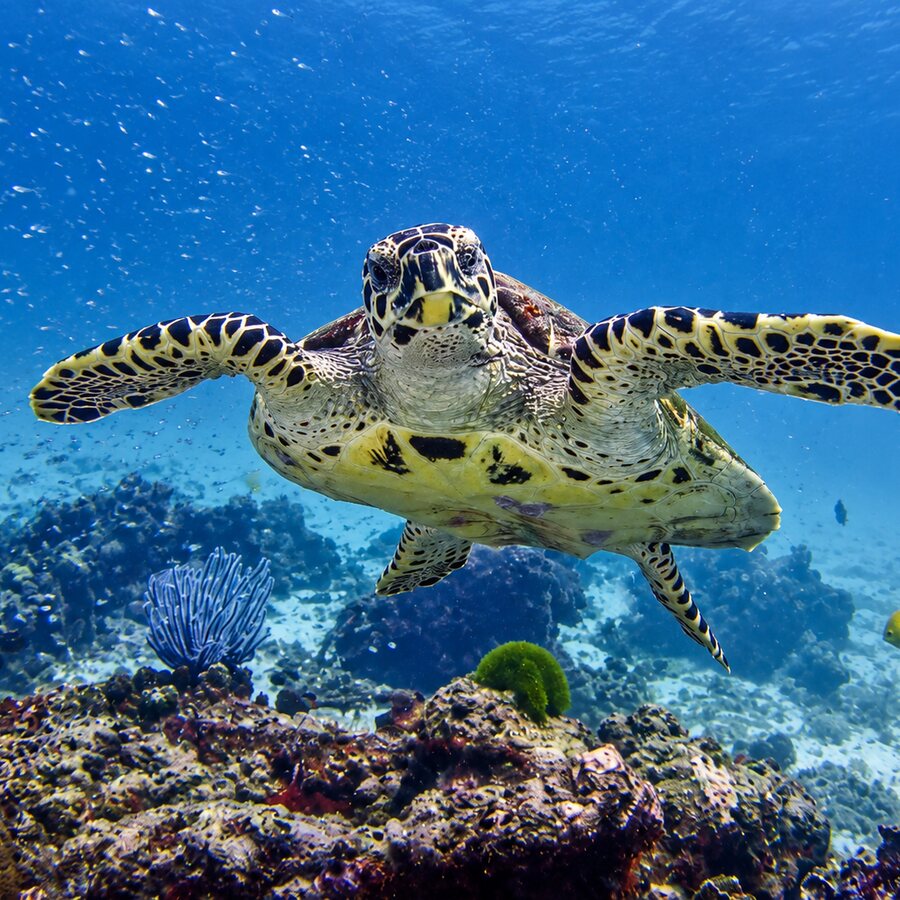 A hawksbill turtle swimming over the reef towards the camera
