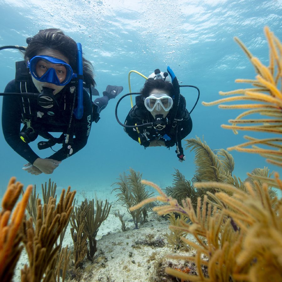 Two divers side by side over a reef of orange sea fans (PADI)