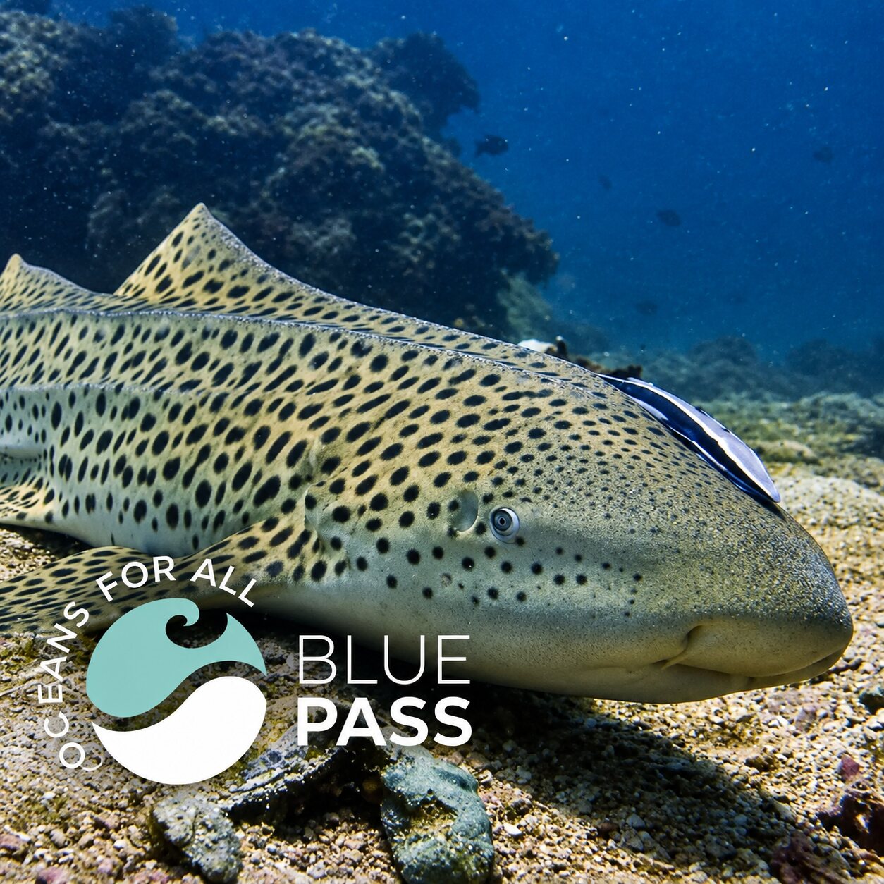 A leopard shark resting on the sand, the Oceans For All BluePass mark in the corner