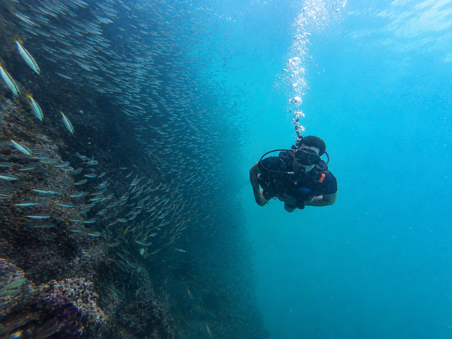 A diver inside a swirling school of fish