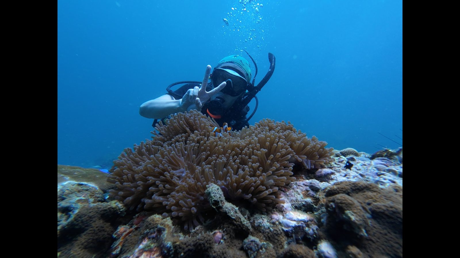 A diver with a torch above an anemone on the reef