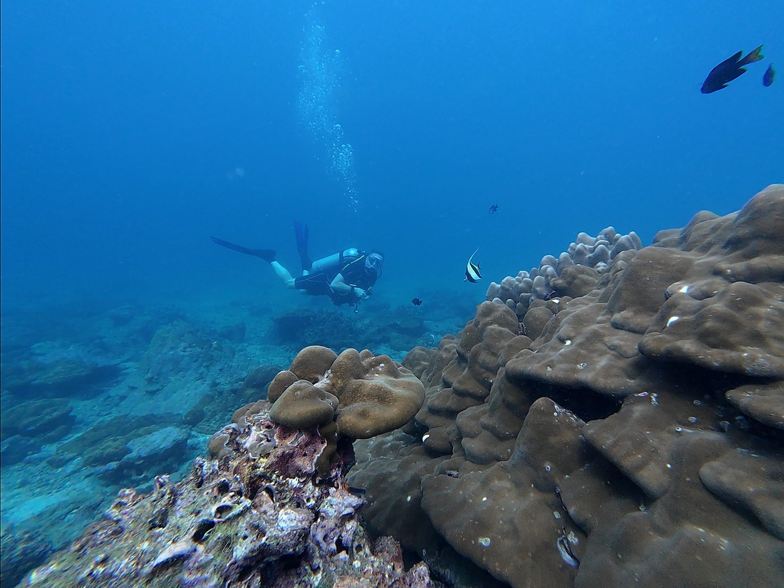 A diver gliding past boulder corals in clear blue water