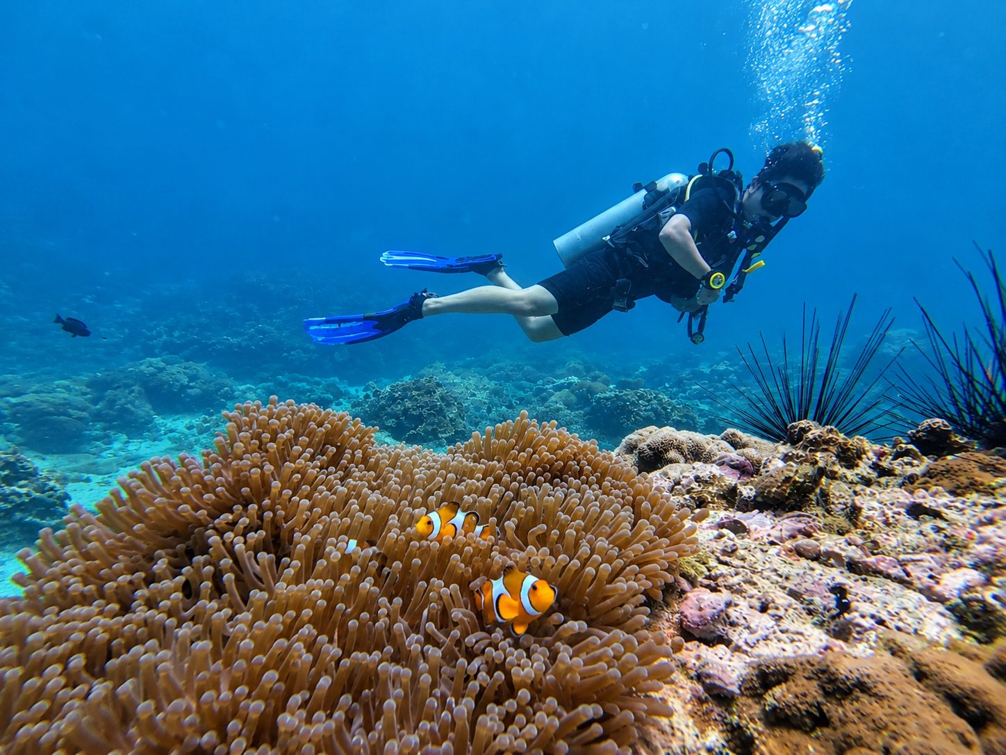 A diver above an anemone with two clownfish