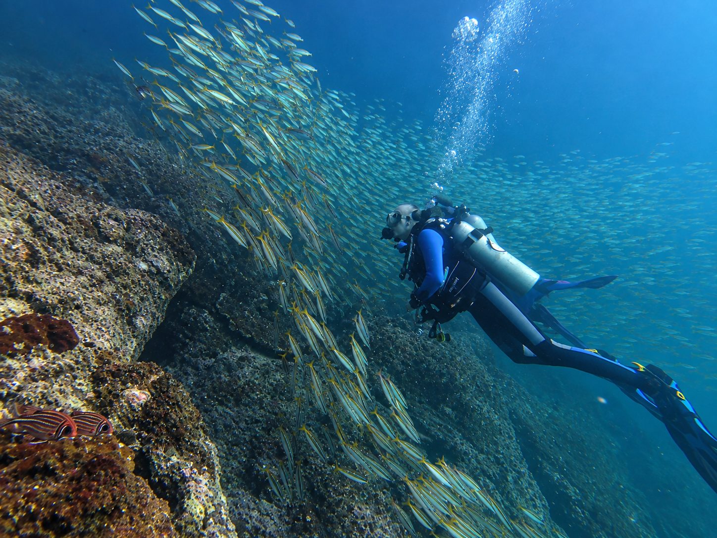 A diver beside a school of fish along the rock wall at Koh Doc Mai