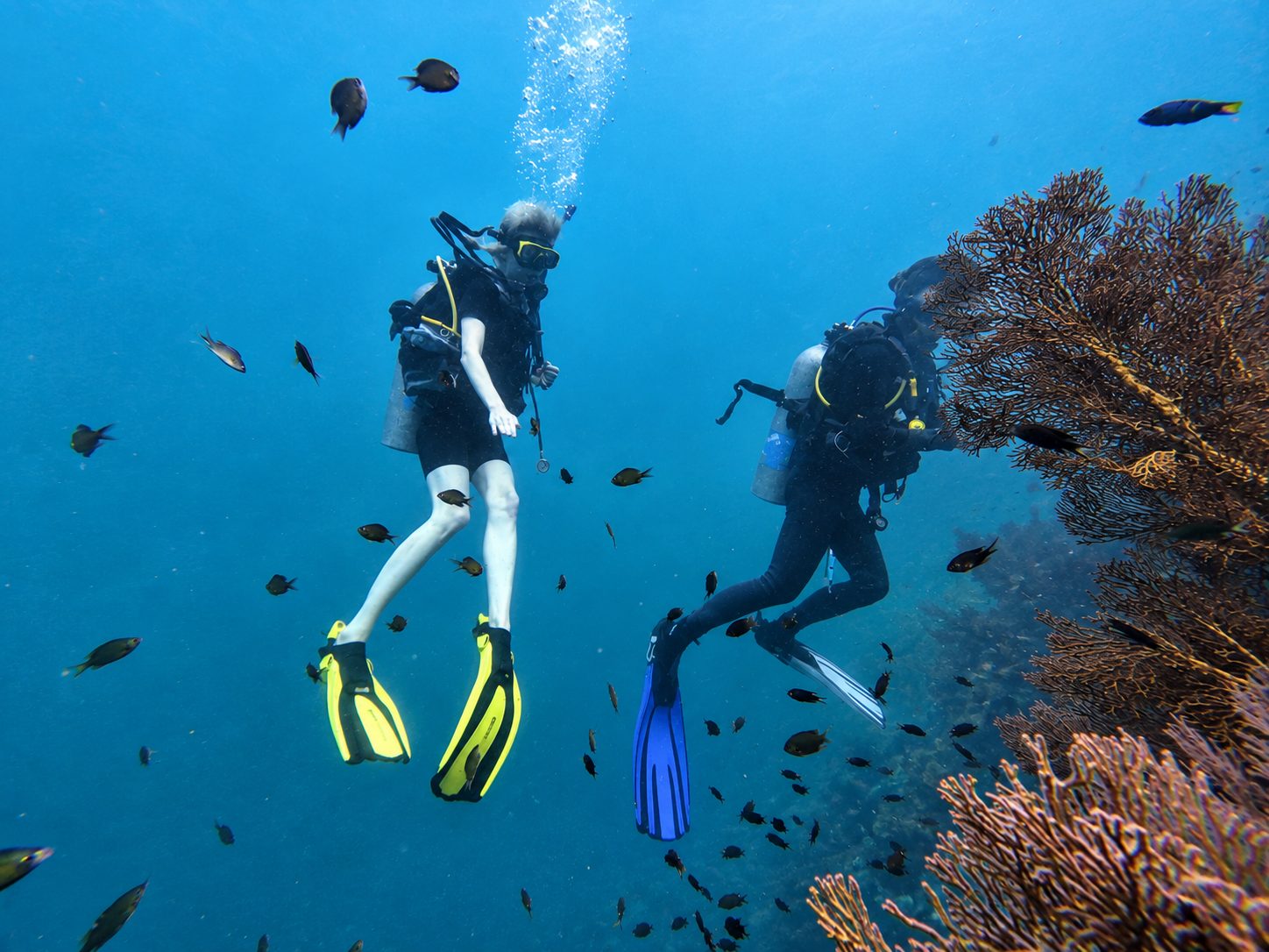 Two divers beside a large sea fan at Koh Doc Mai, small fish all around