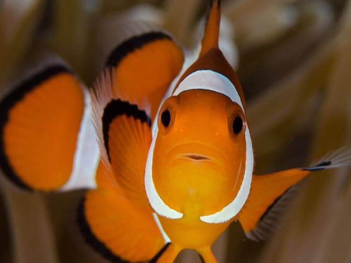 A clownfish facing the camera among anemone tentacles
