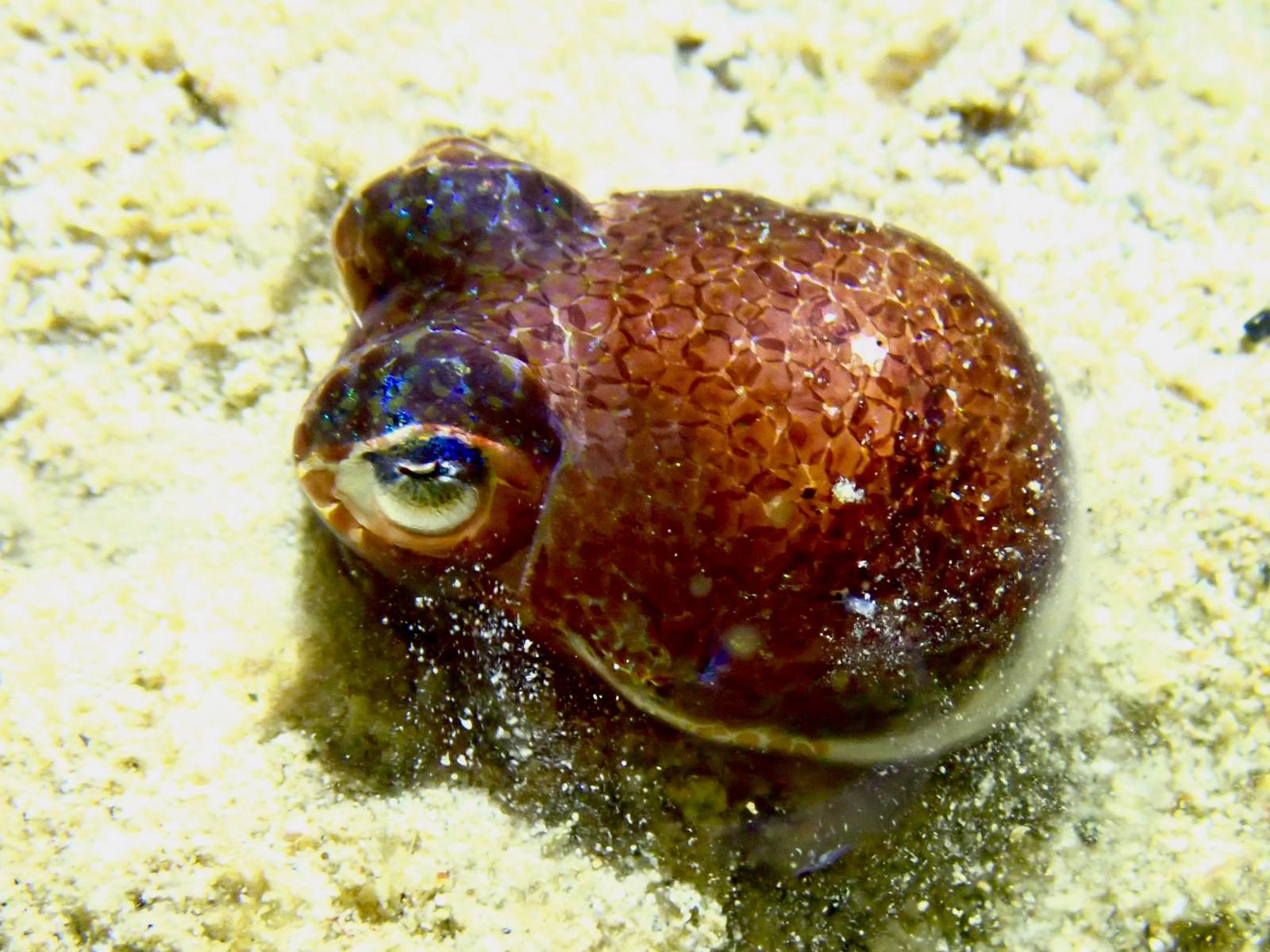 A small bobtail squid on the sand in torchlight