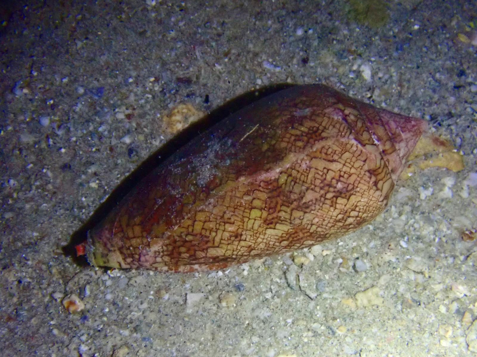 A cone shell crossing the sand in torchlight