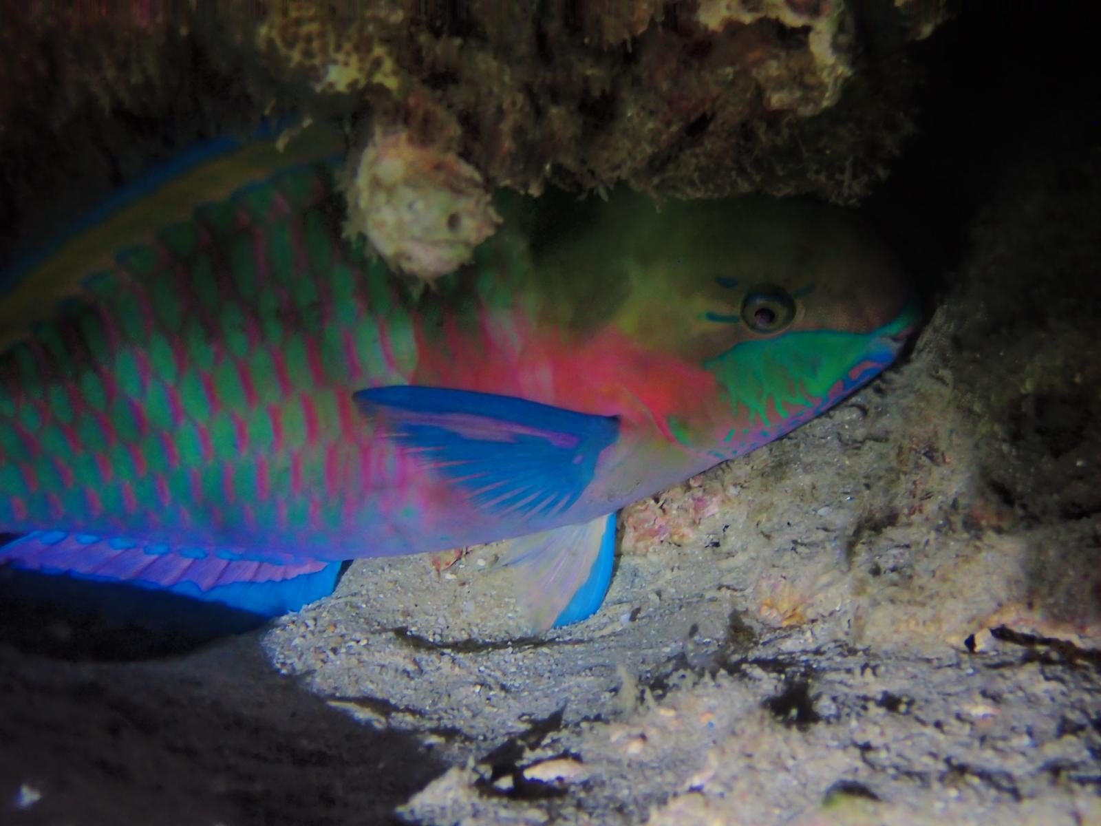 A parrotfish tucked under a ledge for the night