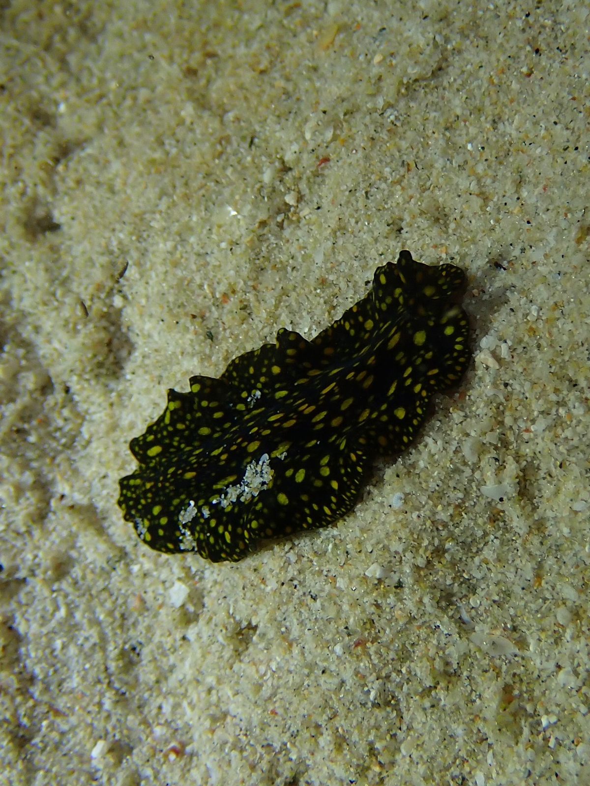 A yellow-spotted flatworm on the sand at night