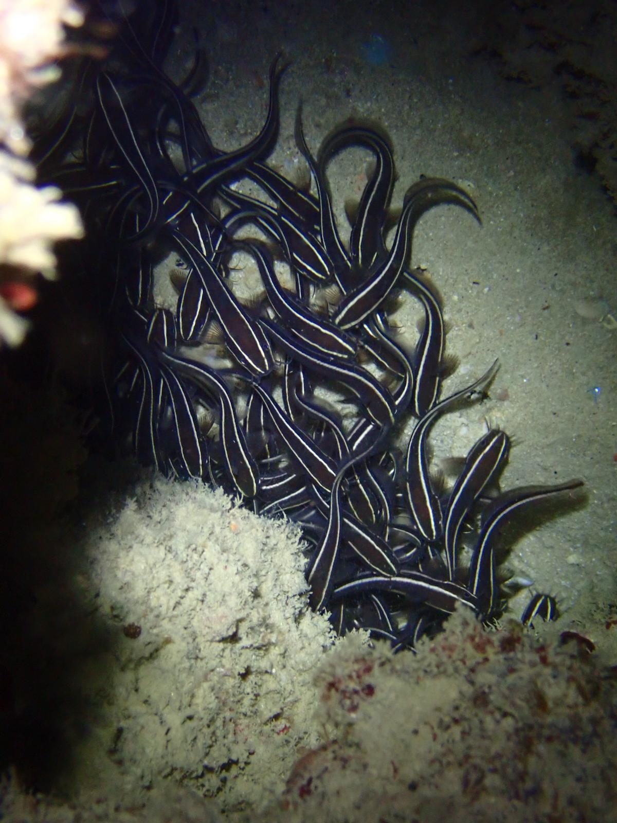 A tight school of striped catfish over the sand at night