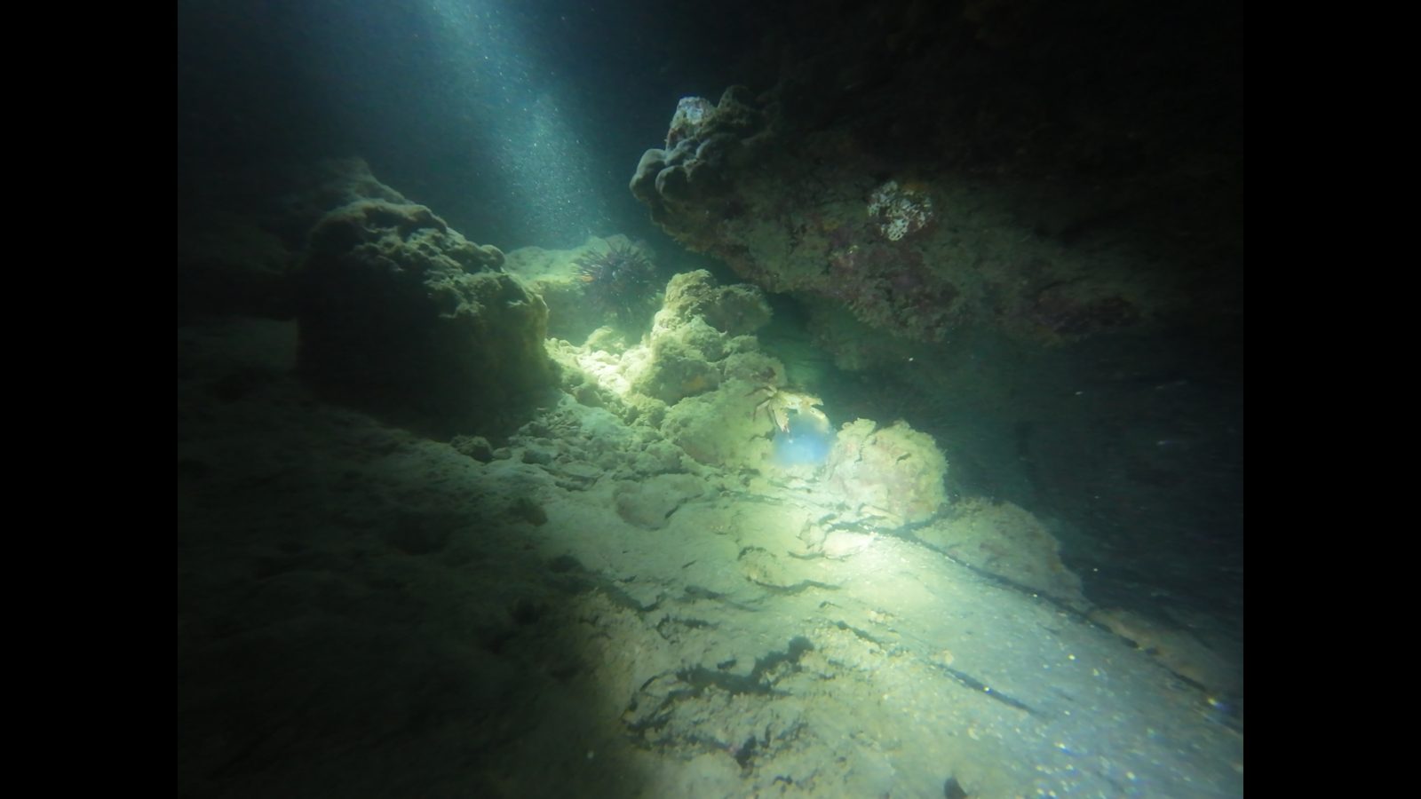 A torch beam lighting a patch of reef in the dark