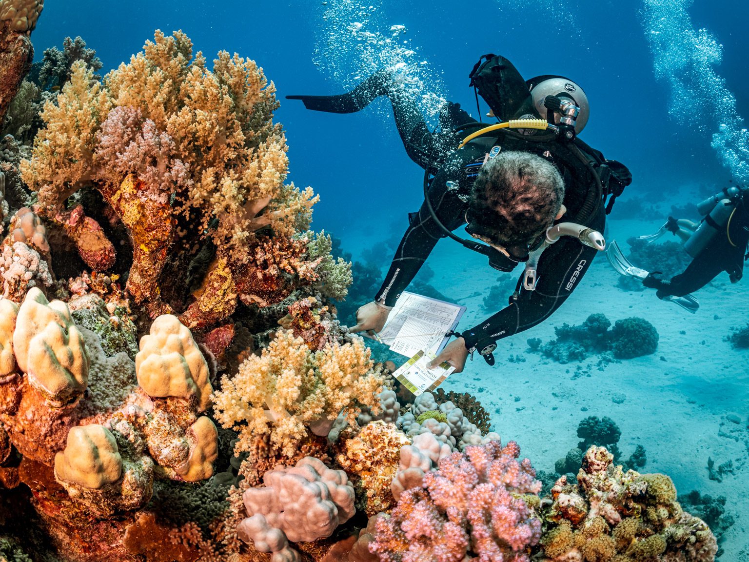 A diver with a slate surveying a coral reef (PADI AWARE)