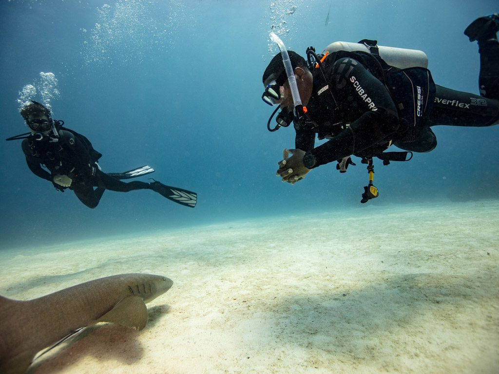 A diver hovering over the sand beside a resting shark (PADI AWARE)