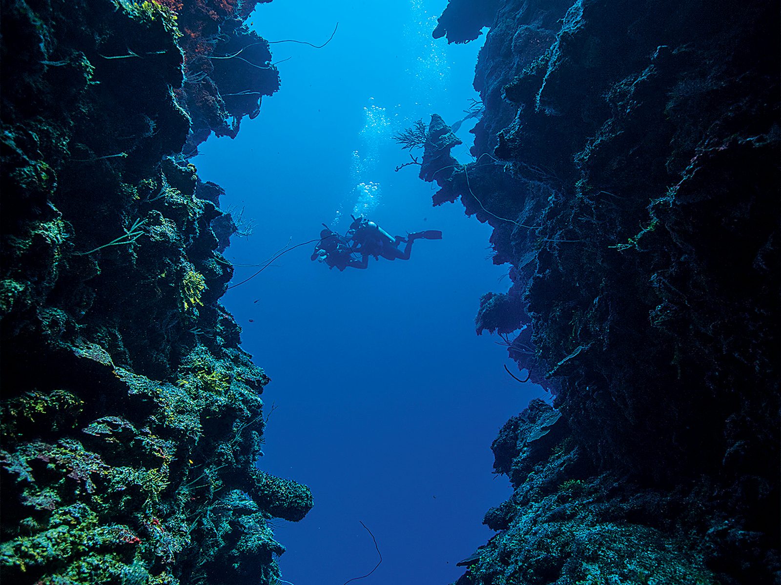 Divers descending along a deep blue wall (PADI)