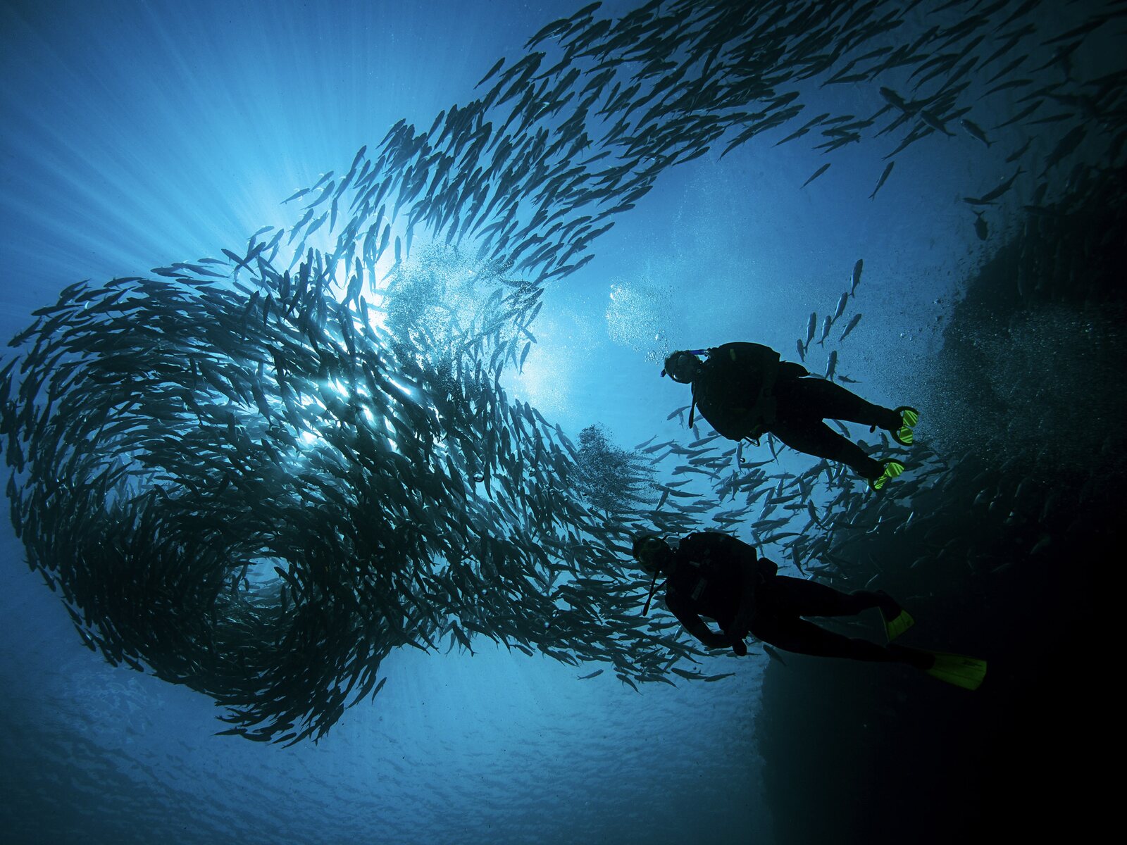 Two divers beneath a swirling school of jacks, sunbeams cutting through the blue above them