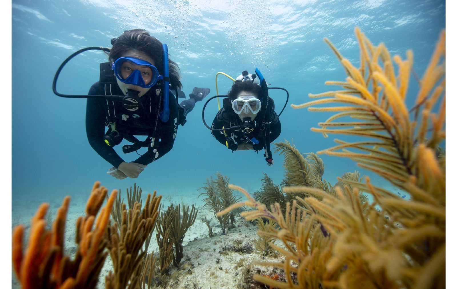 Two divers side by side over a reef of orange sea fans (PADI)