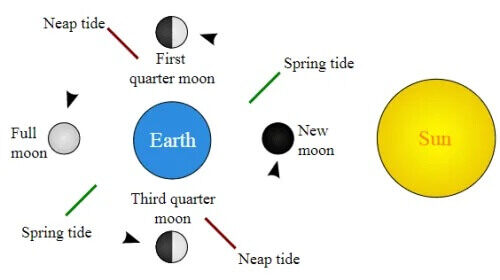 Diagram of the Moon's positions around the Earth relative to the Sun: spring tides at new and full moon, neap tides at the quarter moons