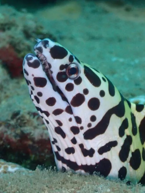 A spotted moray eel looking out of the reef