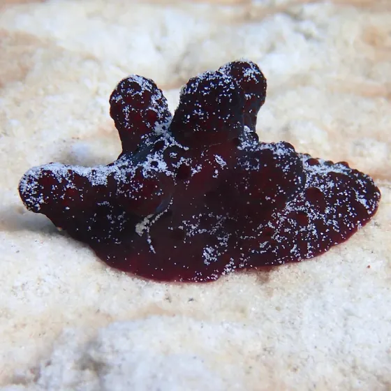 A dark red nudibranch on white sand