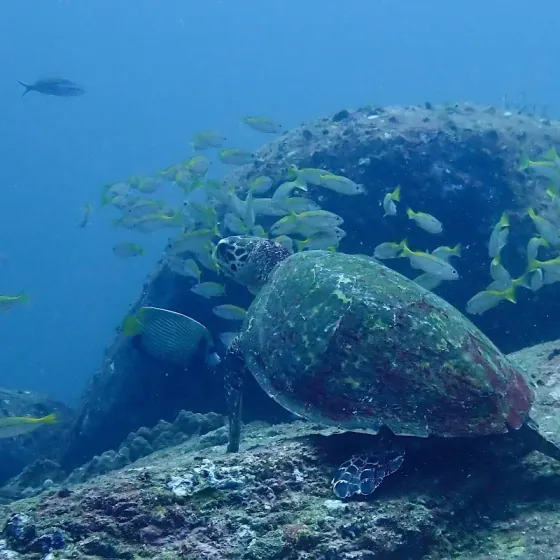 A sea turtle on the reef under a school of yellow snappers