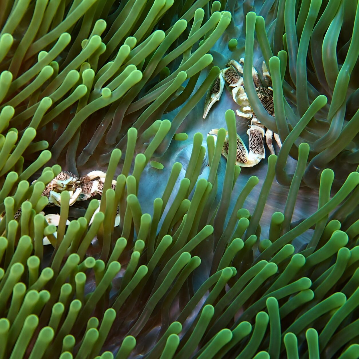 Porcelain crabs at Anemone Reef