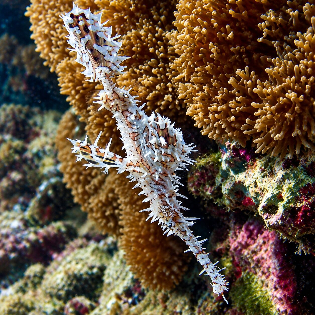 Ornate ghost pipefish at Anemone Reef