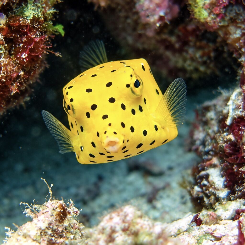 Baby boxfish at Anemone Reef