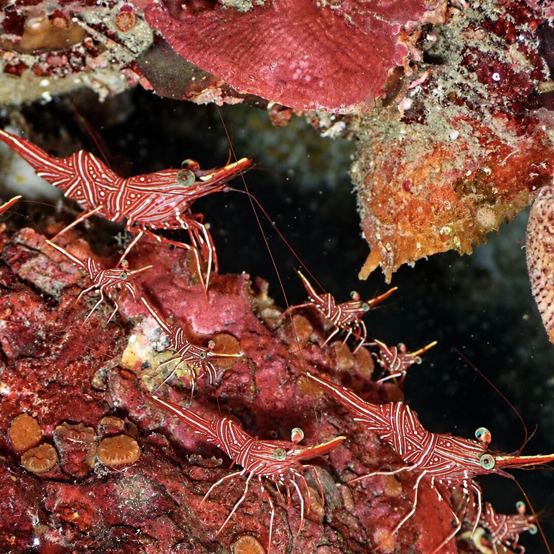 Dancing shrimps at Anemone Reef