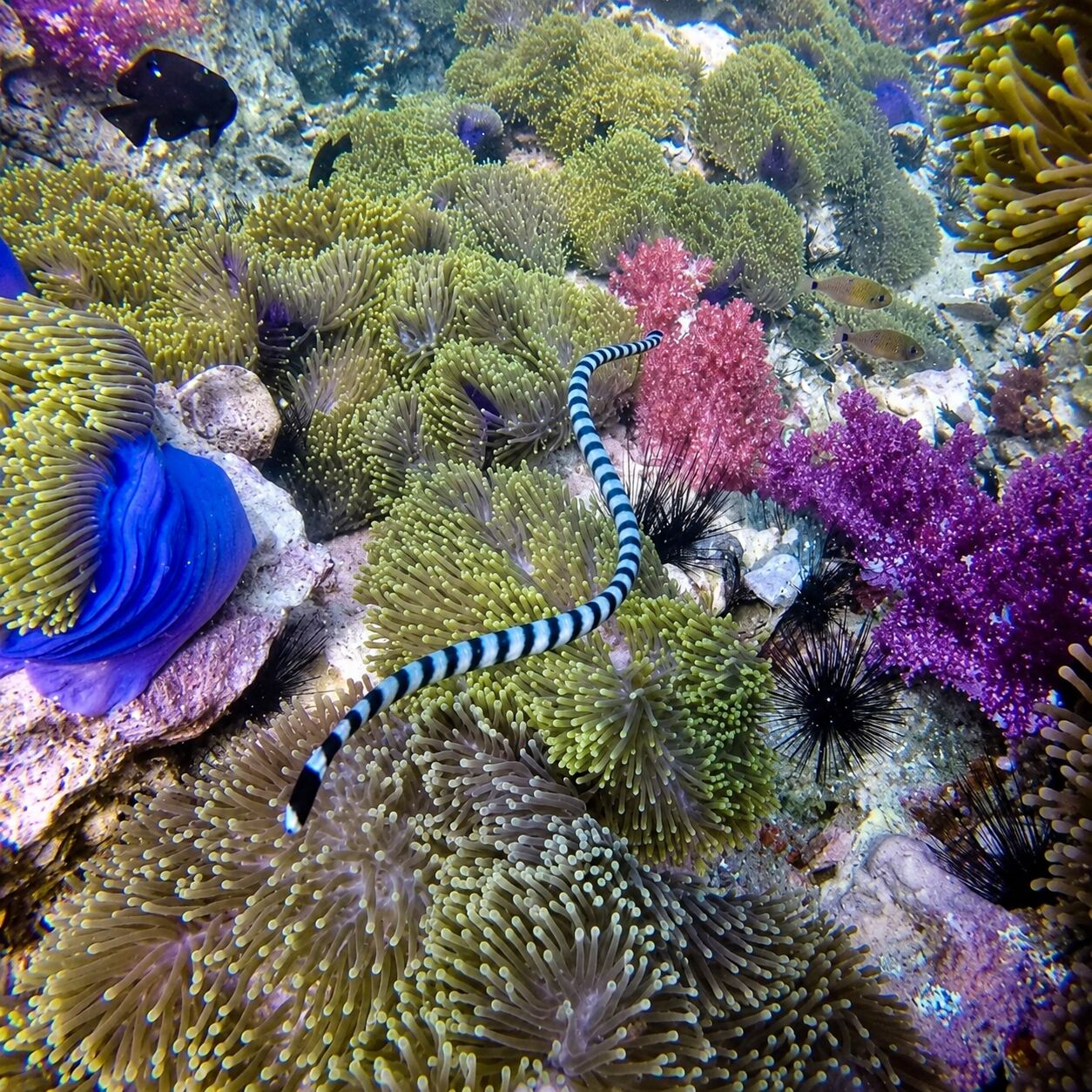 Banded sea snake at Anemone Reef