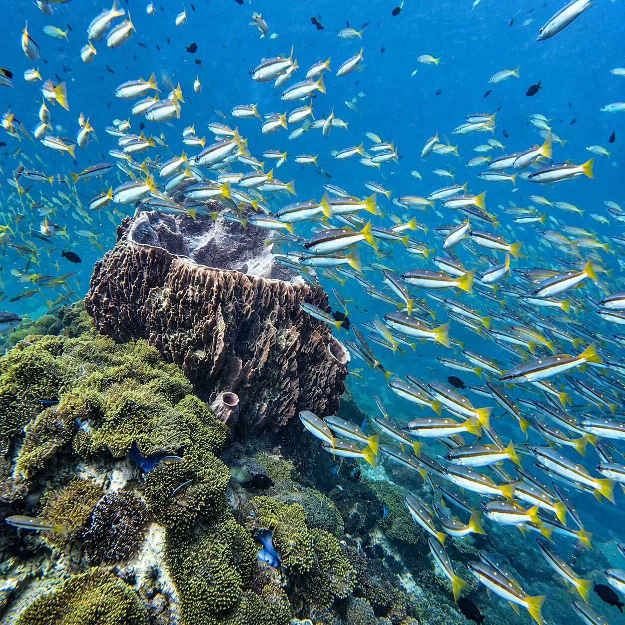 Big barrel sponge at top at Anemone Reef