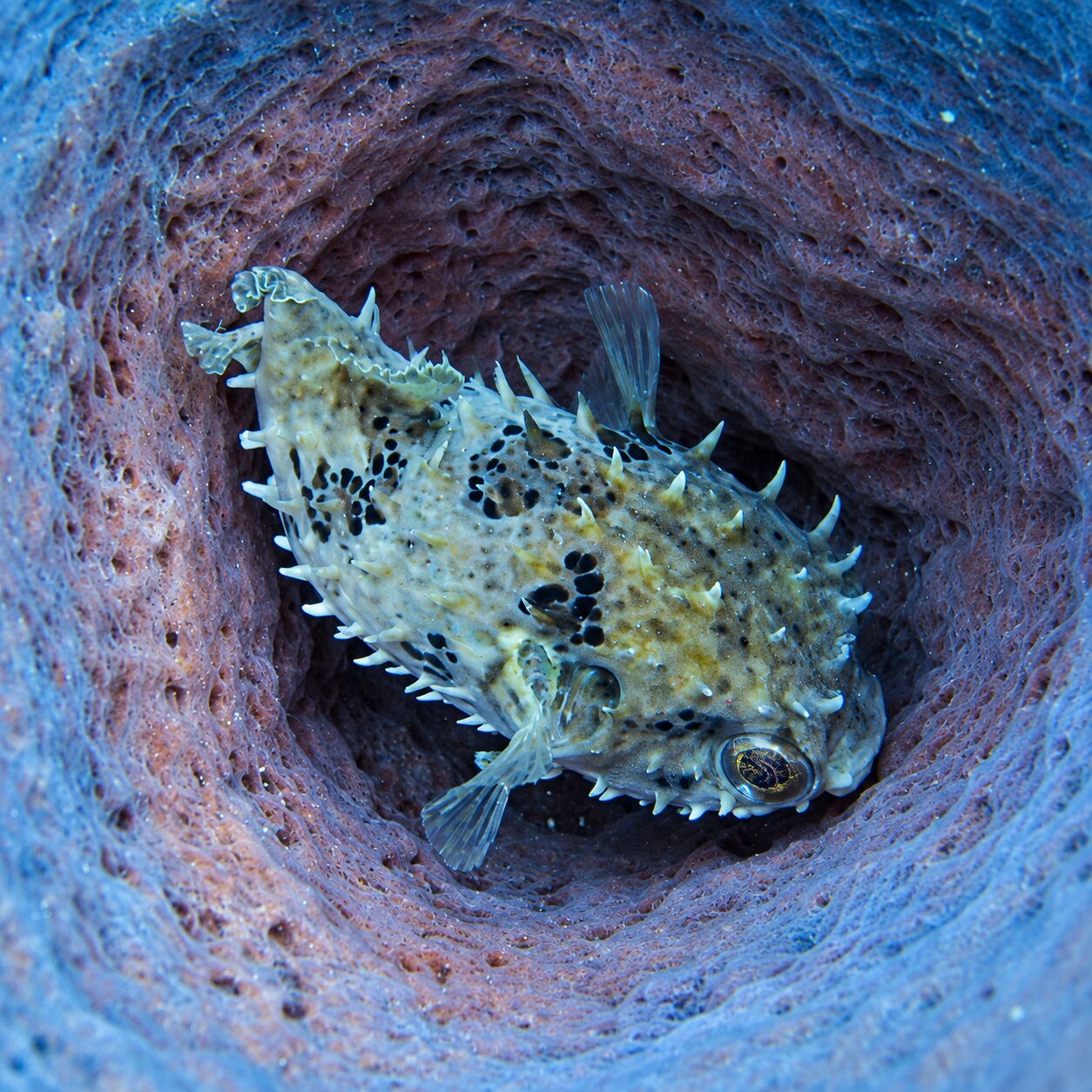Baby porcupine hiding at Anemone Reef