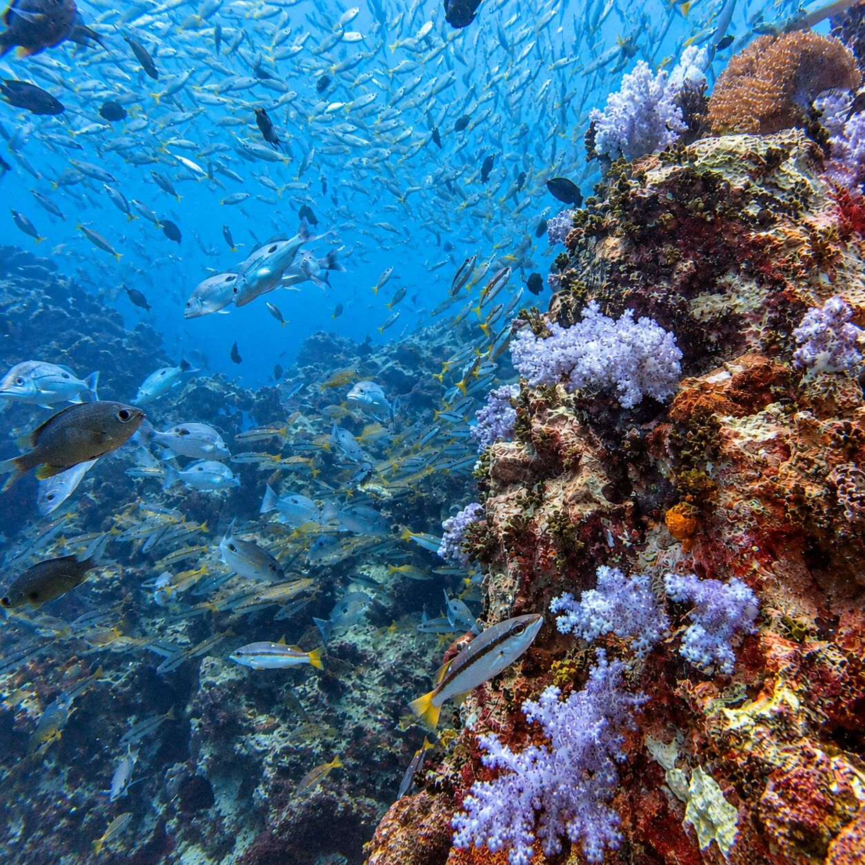 Channel at Anemone Reef