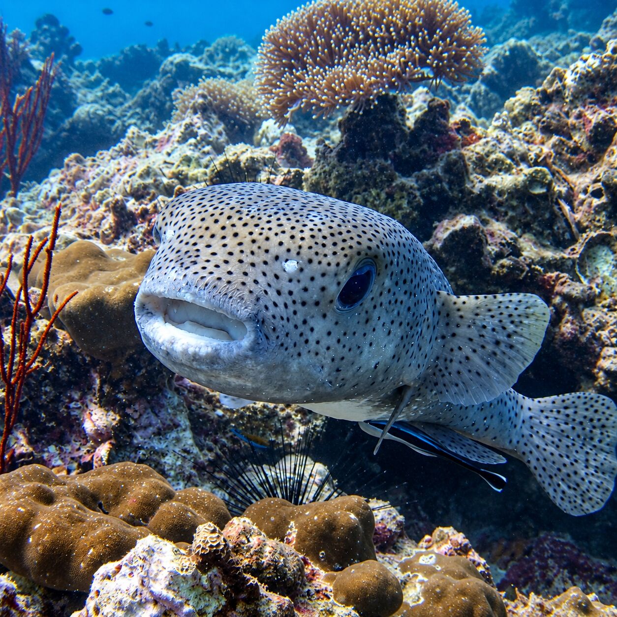 Giant scribbled puffer at Anemone Reef