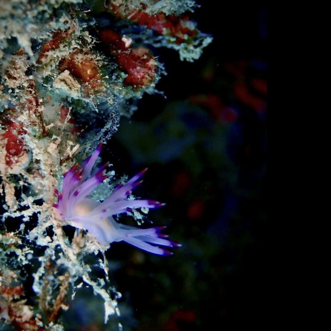 Nudibranch at Anemone Reef