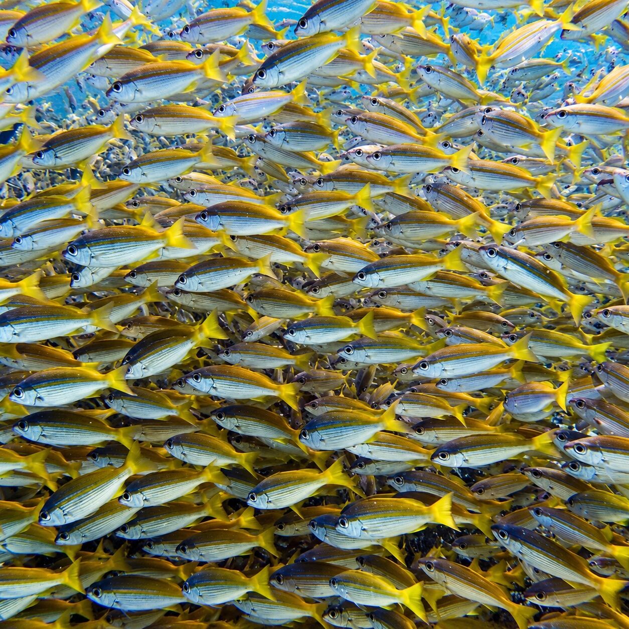 Snappers in the channel at Anemone Reef