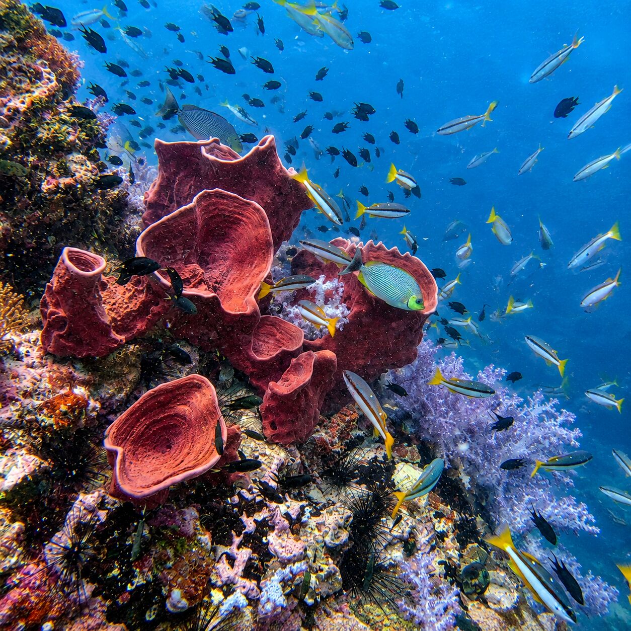 Young sponges at Anemone Reef